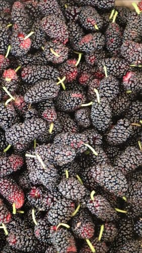 Video post from currumbinvalleyharvest.