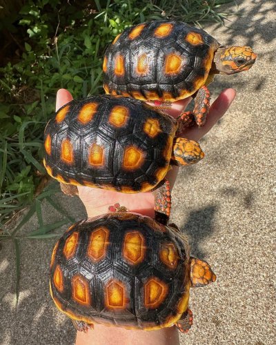 Photo post from carapacecritters.