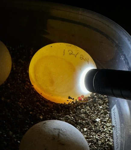 Photo post from carapacecritters.