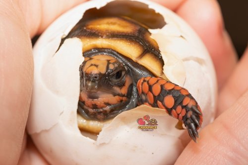 Photo post from carapacecritters.