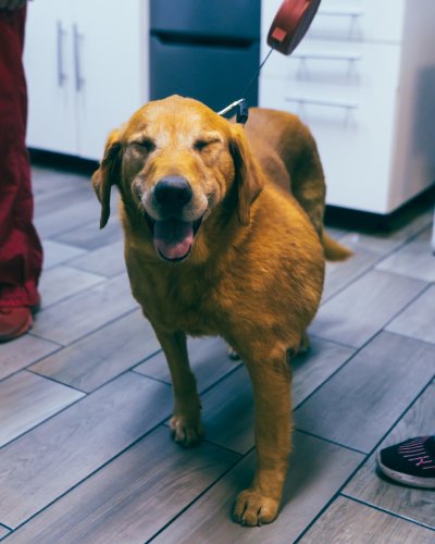 Carousel post from medicalpettj.