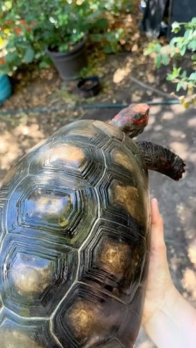 Video post from carapacecritters.