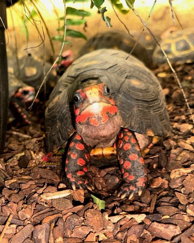 Photo post from carapacecritters.