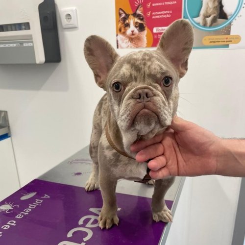 Carousel post from clinica_veterinaria_dourosul.