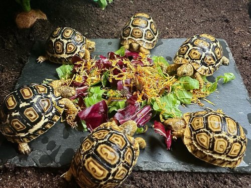 Photo post from carapacecritters.