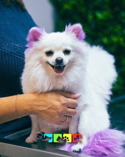 Carousel post from medicalpettj.