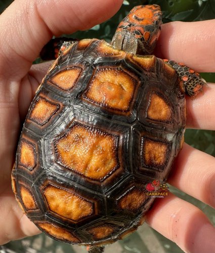 Photo post from carapacecritters.