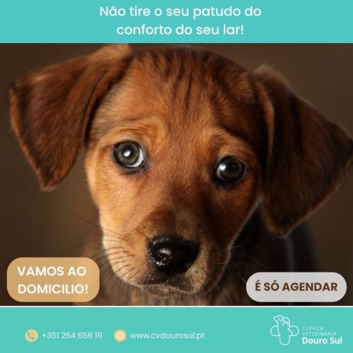 Photo post from clinica_veterinaria_dourosul.