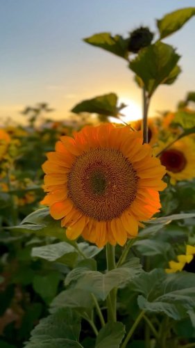 Video post from visittucson.