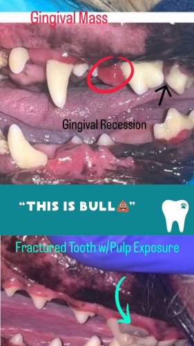 Video post from toothy.thomson.