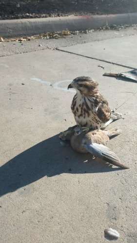 Video post from desertkingsfalconry.