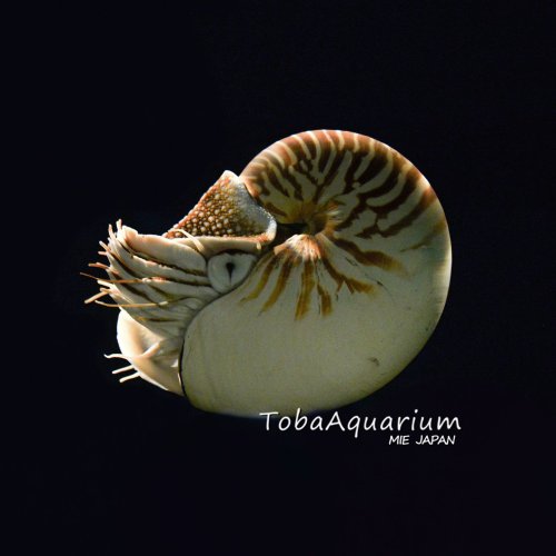 Photo post from toba_aquarium.official.