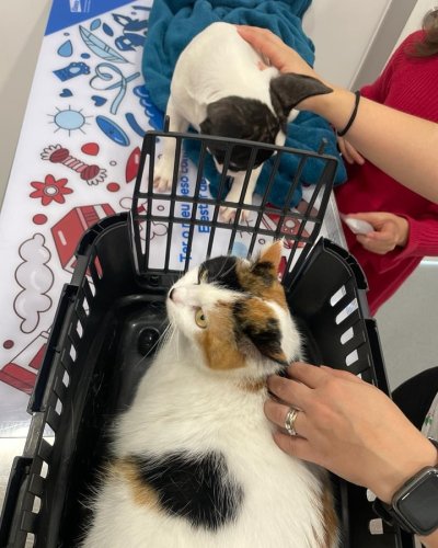 Carousel post from clinica_veterinaria_dourosul.