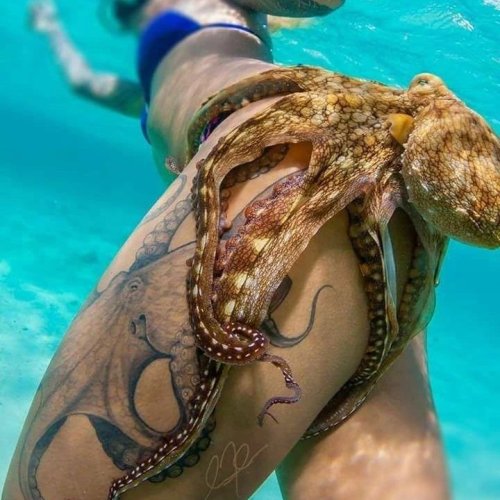 Photo post from beautiful_octopus_1.