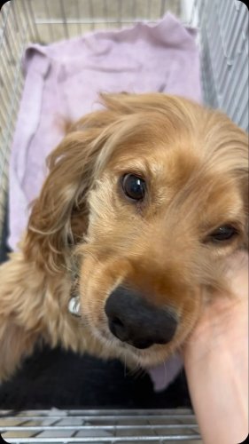 Video post from familyanimalhospitalcm.