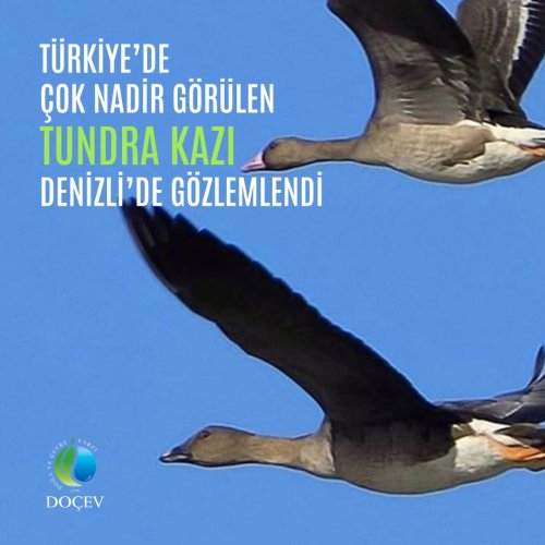 Photo post from dogavecevrevakfi.