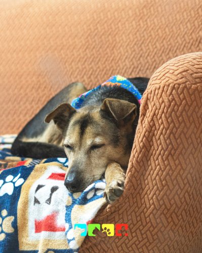 Photo post from medicalpettj.