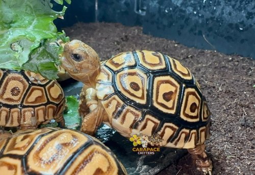 Photo post from carapacecritters.