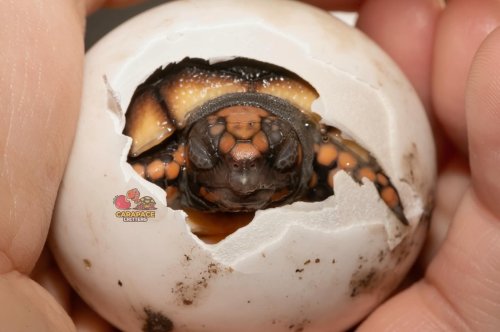 Photo post from carapacecritters.