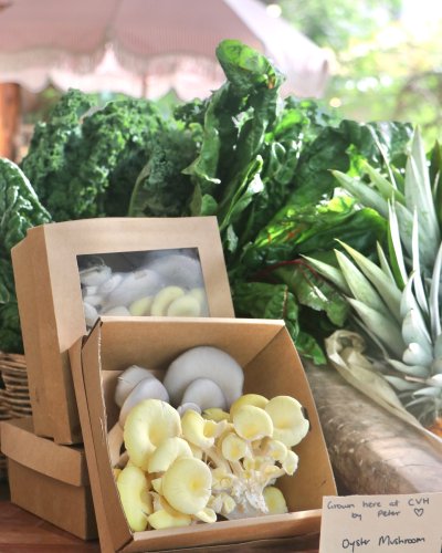 Photo post from currumbinvalleyharvest.