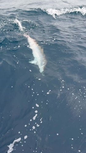 Video post from ejs_fishing_charters.
