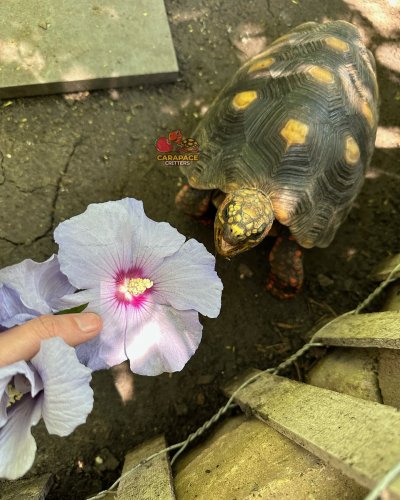 Photo post from carapacecritters.