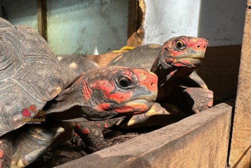 Photo post from carapacecritters.