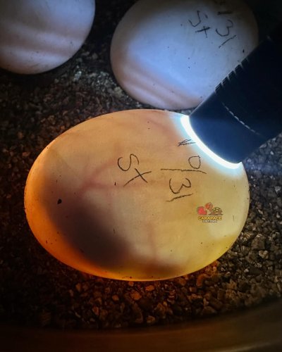 Photo post from carapacecritters.