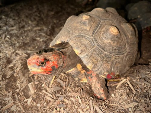 Photo post from carapacecritters.