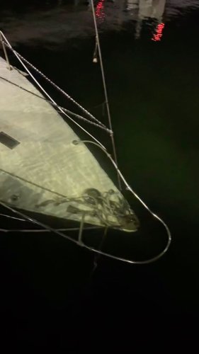 Video post from ejs_fishing_charters.