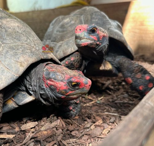 Photo post from carapacecritters.