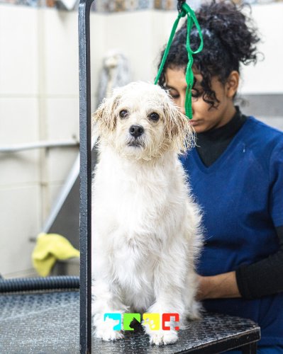 Photo post from medicalpettj.