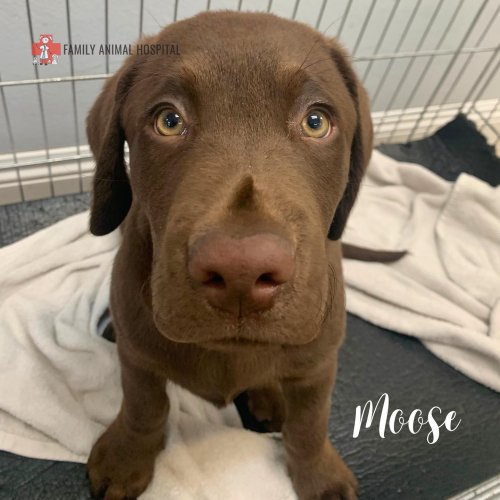 Carousel post from familyanimalhospitalcm.