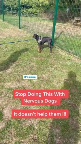 Video post from southenddogtraining.