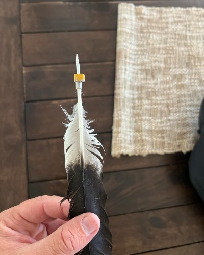 Photo post from desertkingsfalconry.