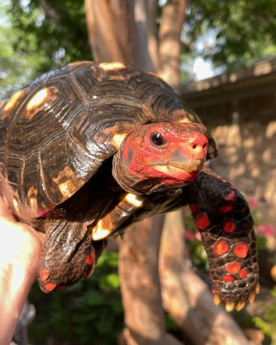 Photo post from carapacecritters.