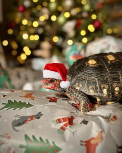 Photo post from carapacecritters.