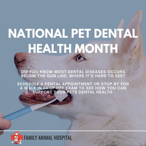 Photo post from familyanimalhospitalcm.