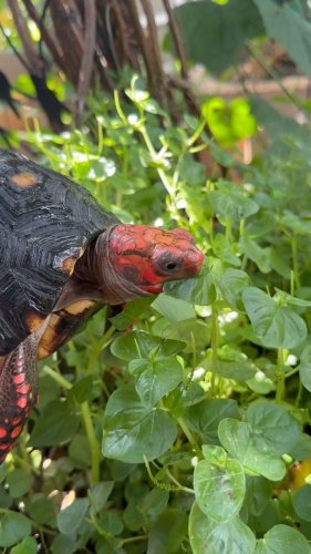 Video post from carapacecritters.