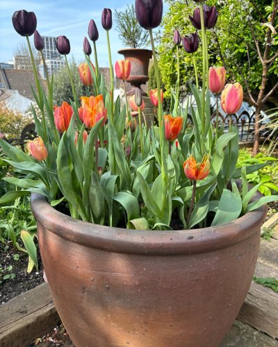 Photo post from gardenhousebrighton.