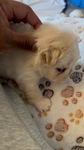 Video post from bmnshows.