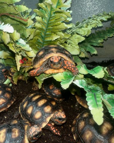 Photo post from carapacecritters.