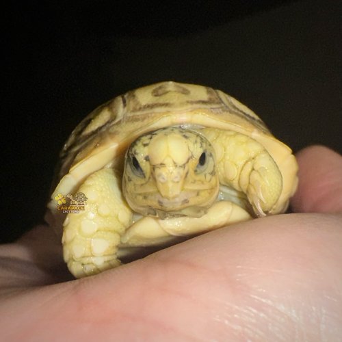 Photo post from carapacecritters.