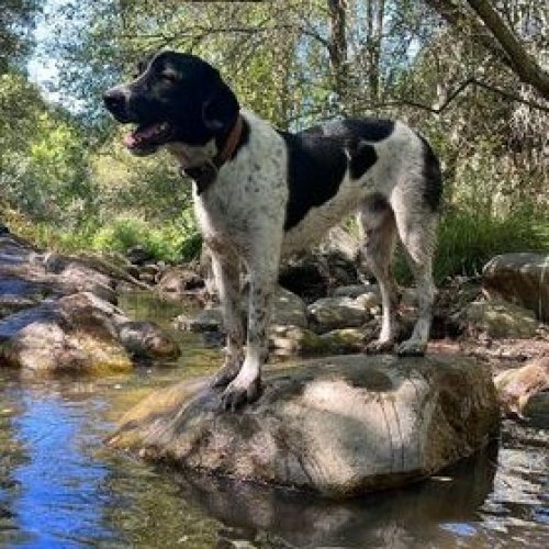 Photo post from clinica_veterinaria_dourosul.