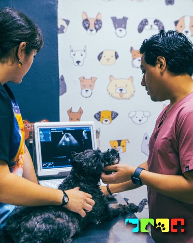 Photo post from medicalpettj.