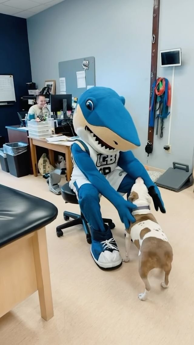 Video post from uscbsandsharks.