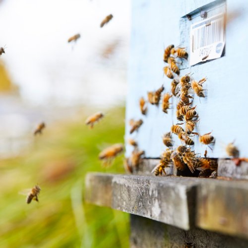 Carousel post from comvita_au.