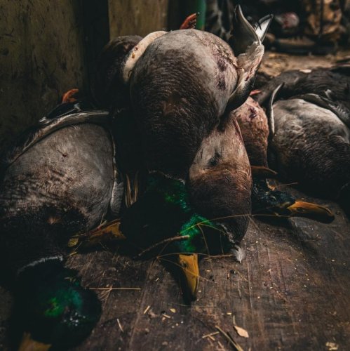 Photo post from northernskiesoutfitters.