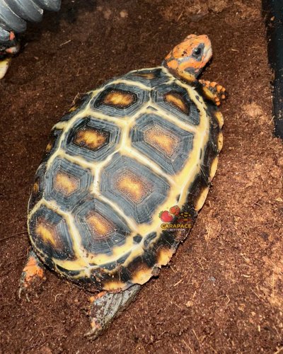 Photo post from carapacecritters.