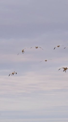 Video post from northernskiesoutfitters.